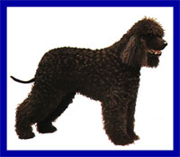 a well breed Irish Water Spaniel dog